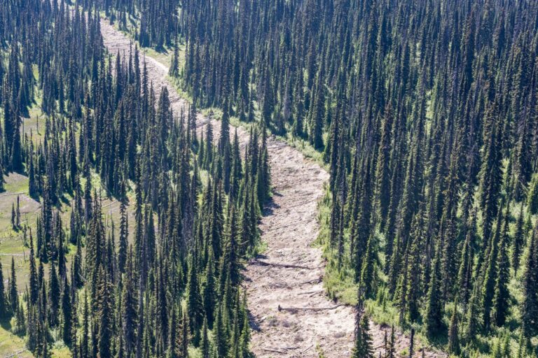 Forest being worked on for Forests of Tomorrow